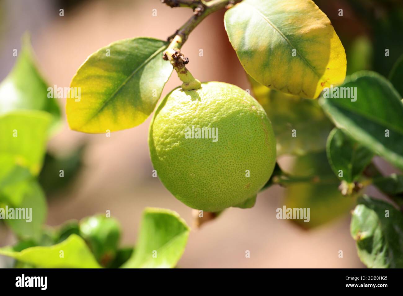 Citrus fruit andalusia hi-res stock photography and images - Alamy