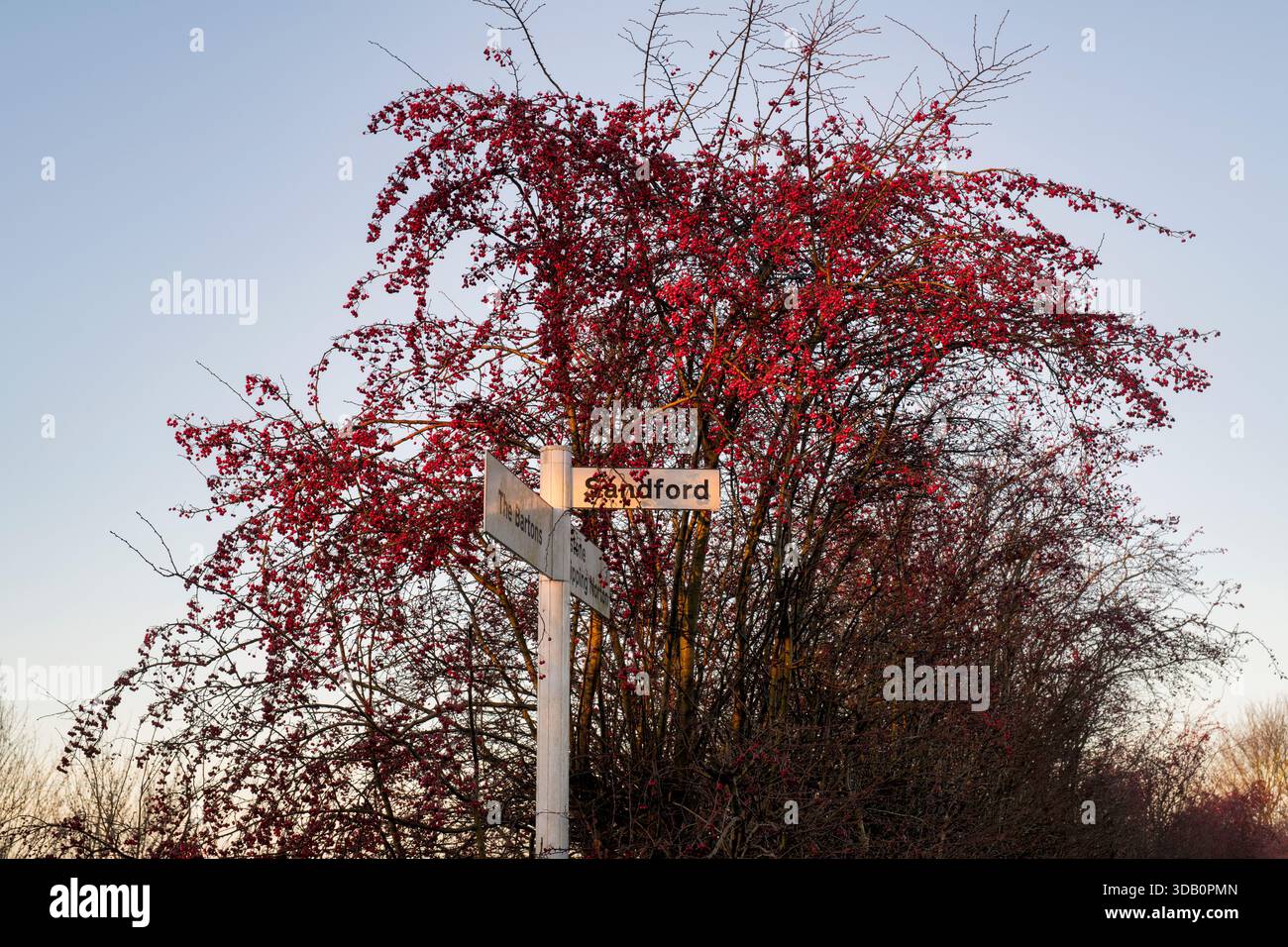Crataegus. Winter Hawthorn berries in the hedgerow at sunrise. Oxfordshire, England Stock Photo
