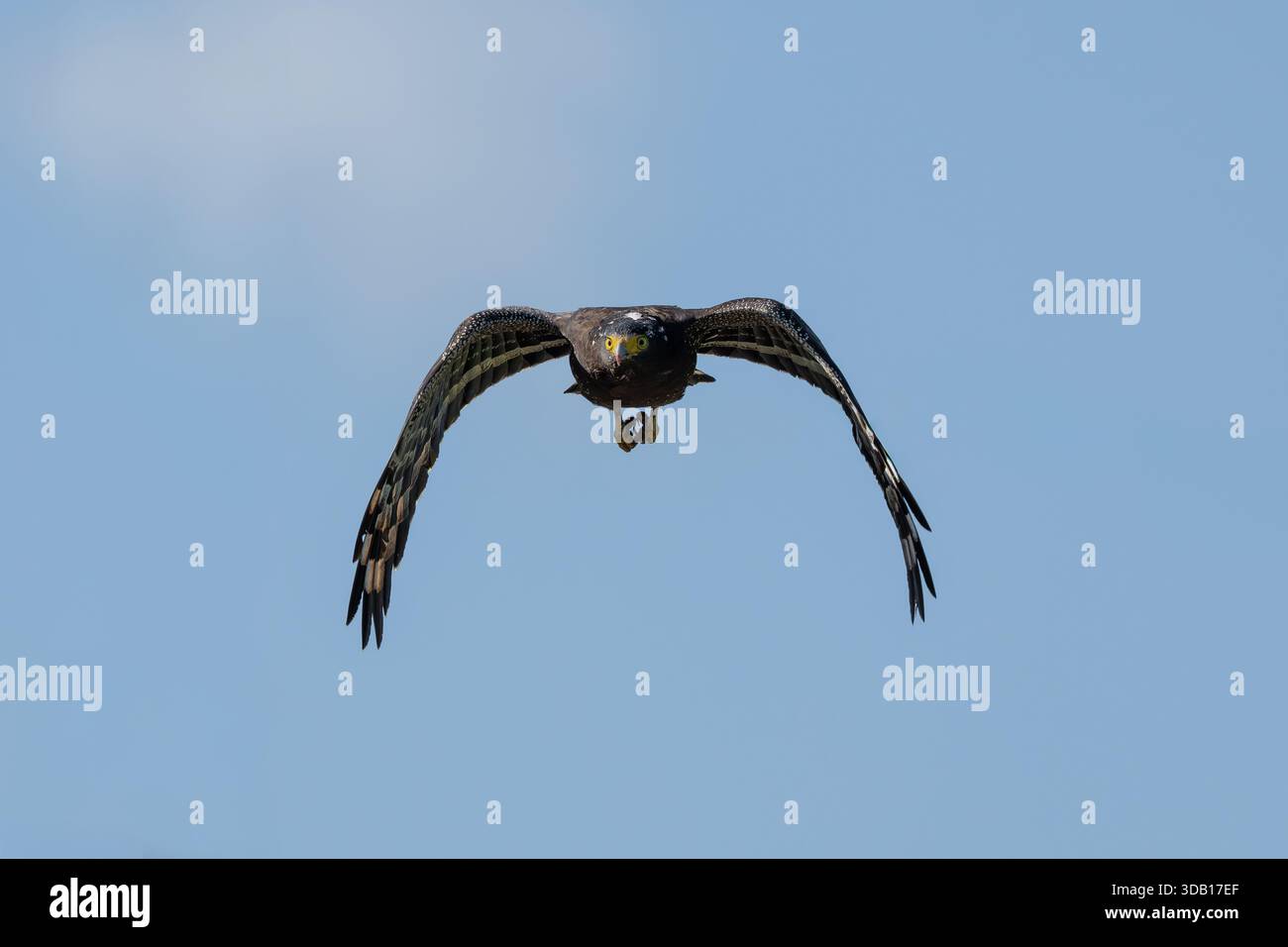 Crested serpent eagle in flight on a blue sky background Stock Photo