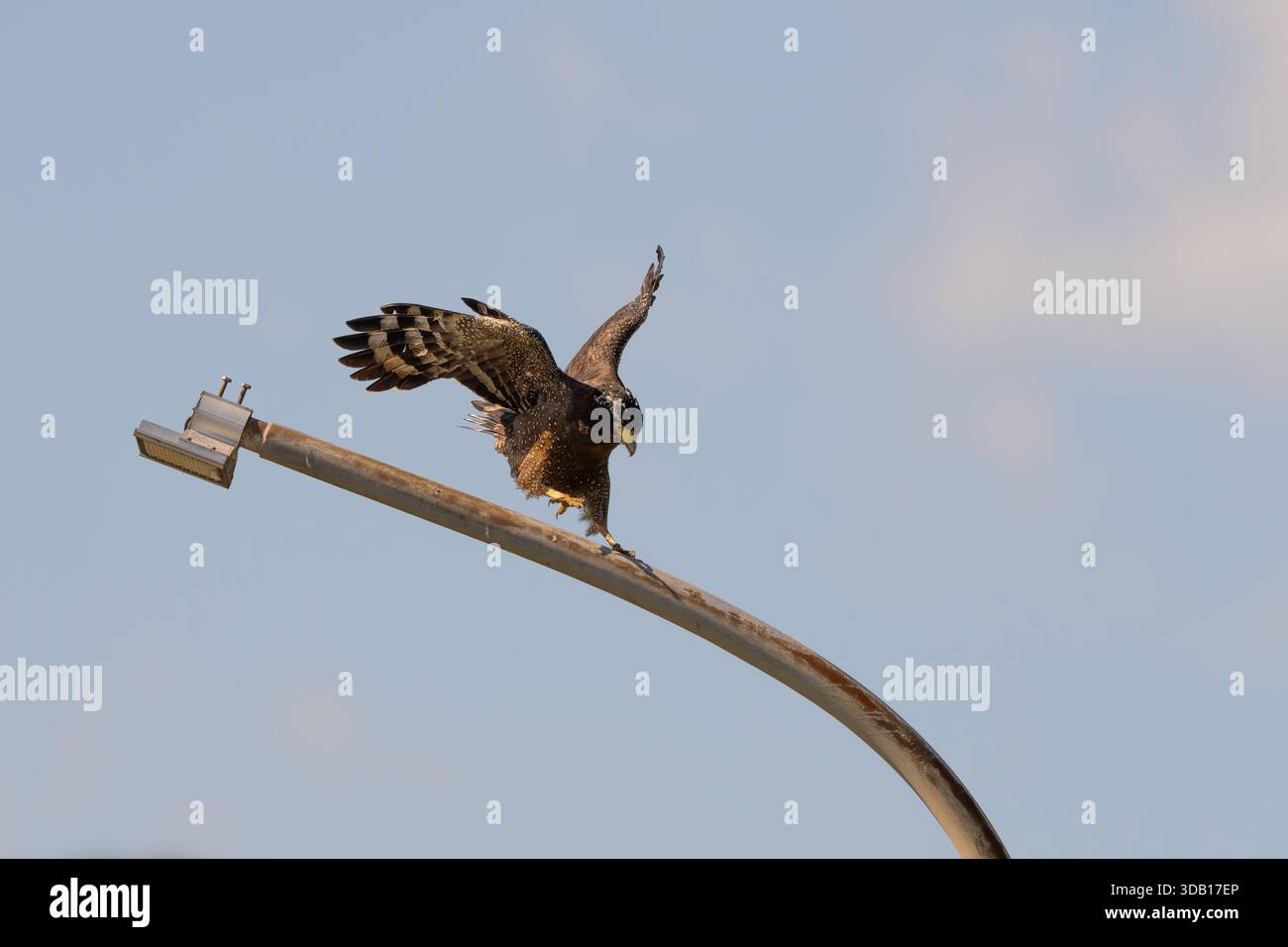 Crested serpent eagle landing on a light pole Stock Photo