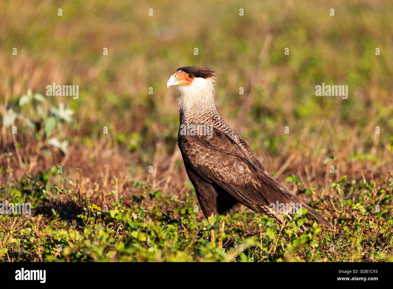 Crested caracara (Caracara plancus), bird of prey (raptor) in the falcon  family, Falconidae. North Pantanal Mato Grosso, Brazil. Brazilian wildlife  and birdwatching Stock Photo - Alamy, image size:1300x956