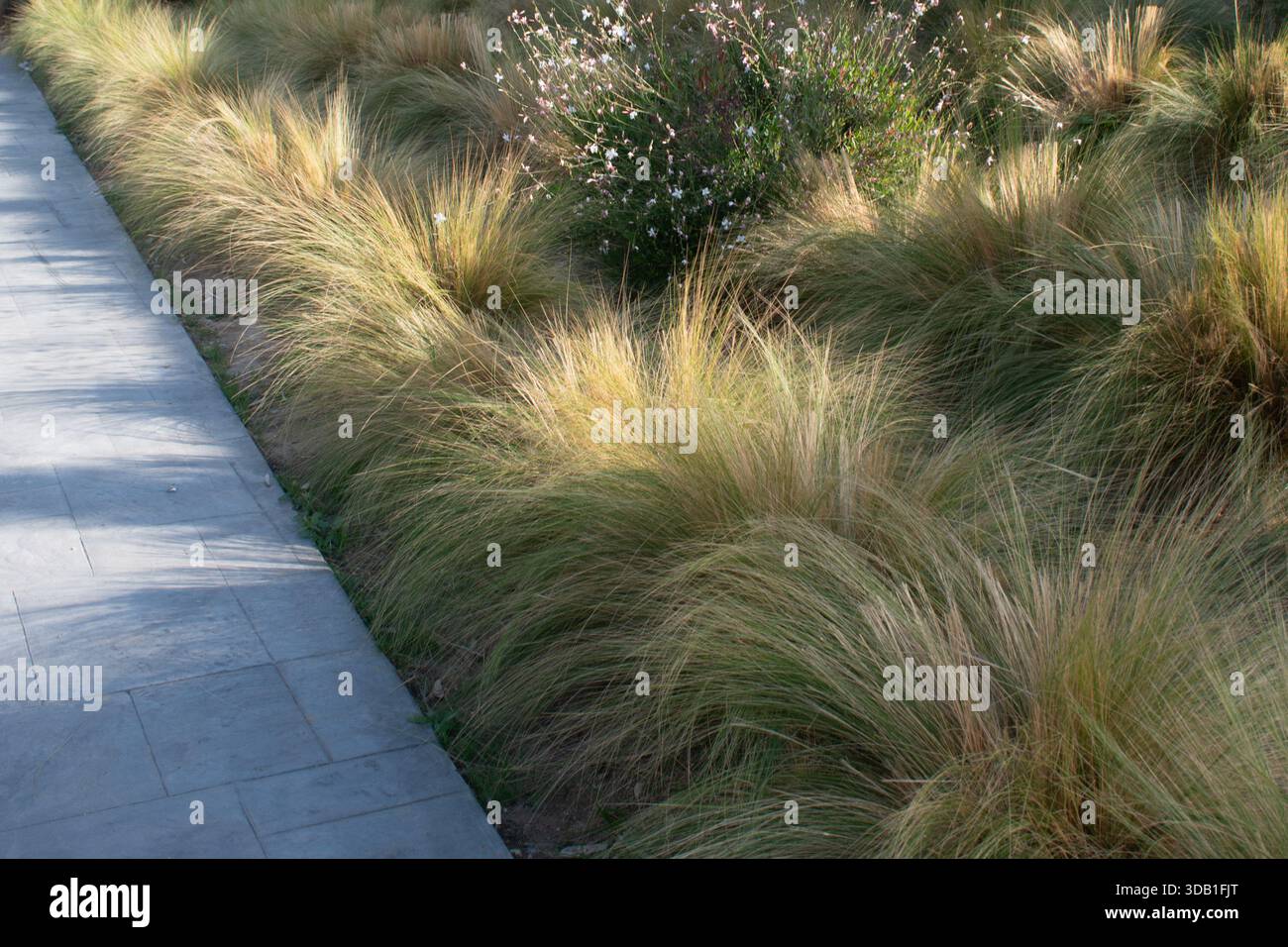 Grasses gravel garden hi-res stock photography and images - Alamy