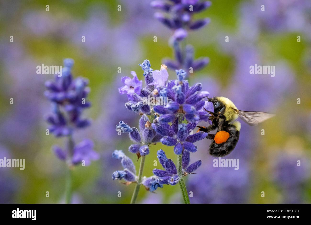 Bee in Lavender fields at Seaform Lavender Company and Gardens in Seaform (River John) Nova Scotia Canada Stock Photo