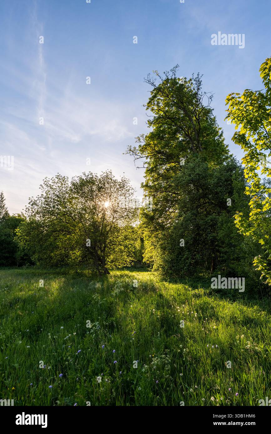 Serene forest meadow wildflowers hi-res stock photography and images ...