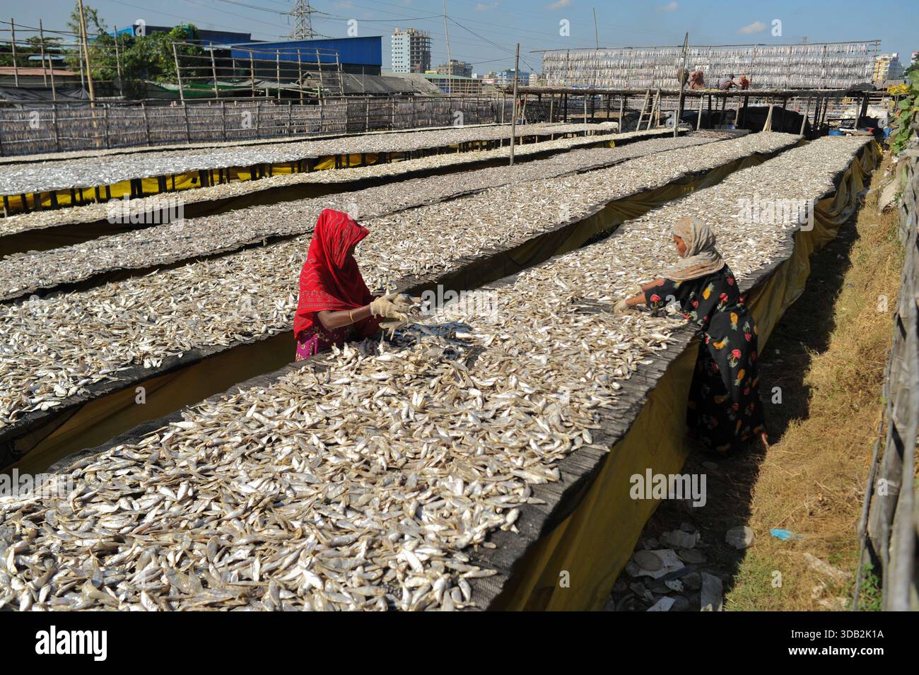 Women during the process of drying fish at an open yard. The fish are ...