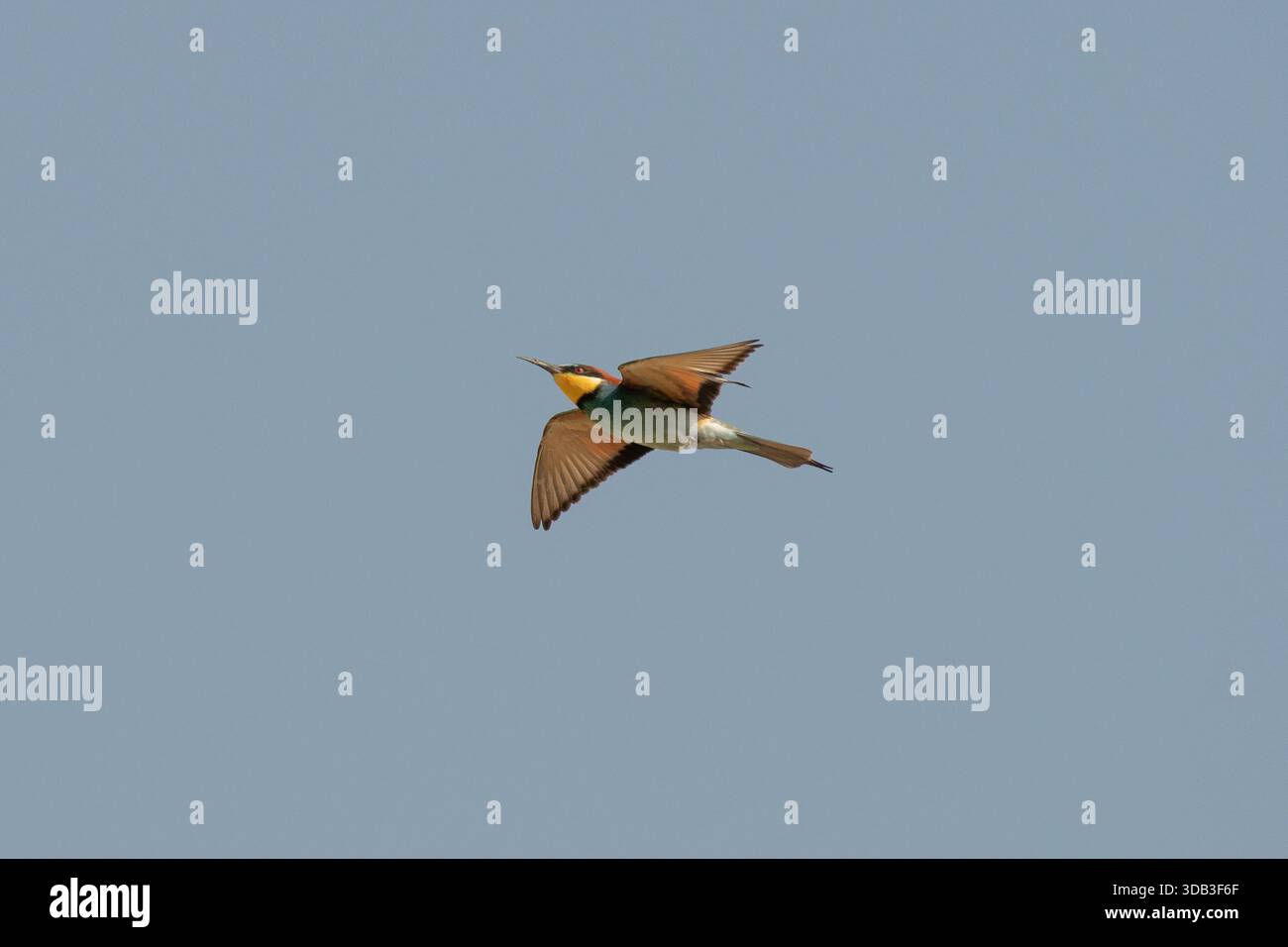 European Bee-eater Meriops Apiaster in flight, Red Sea, Egypt Stock Photo