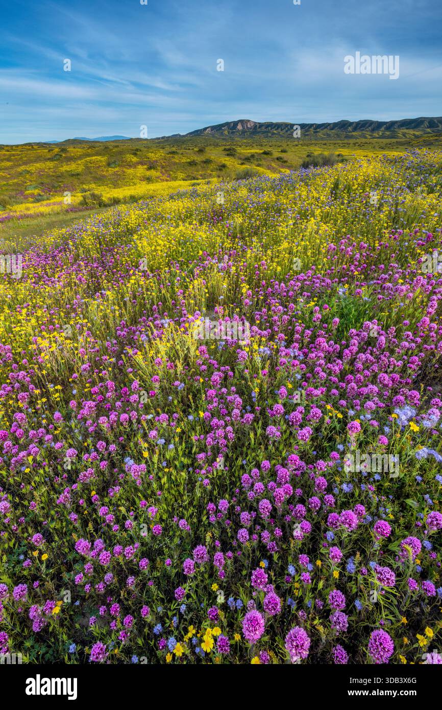 Owls Clover, Monolopia, Coreopsis, Phacelia, Caliente Range, Carrizo ...