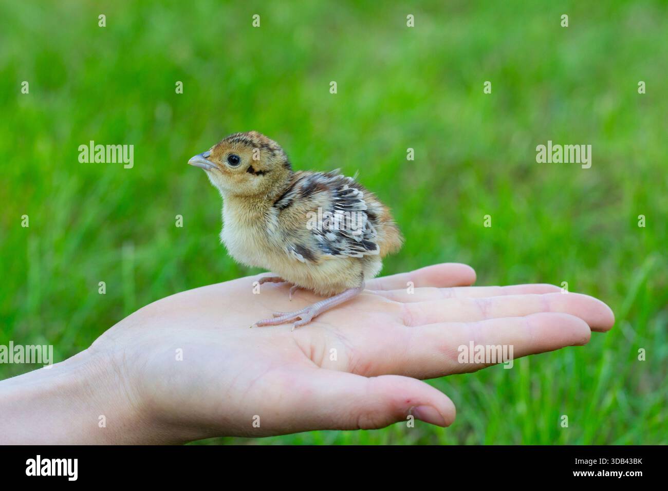 Pheasant, Common Pheasant, Ring-necked Pheasant, Phasianus colchius, chick on a hand, Schleswig-Holstein, Germany Stock Photo