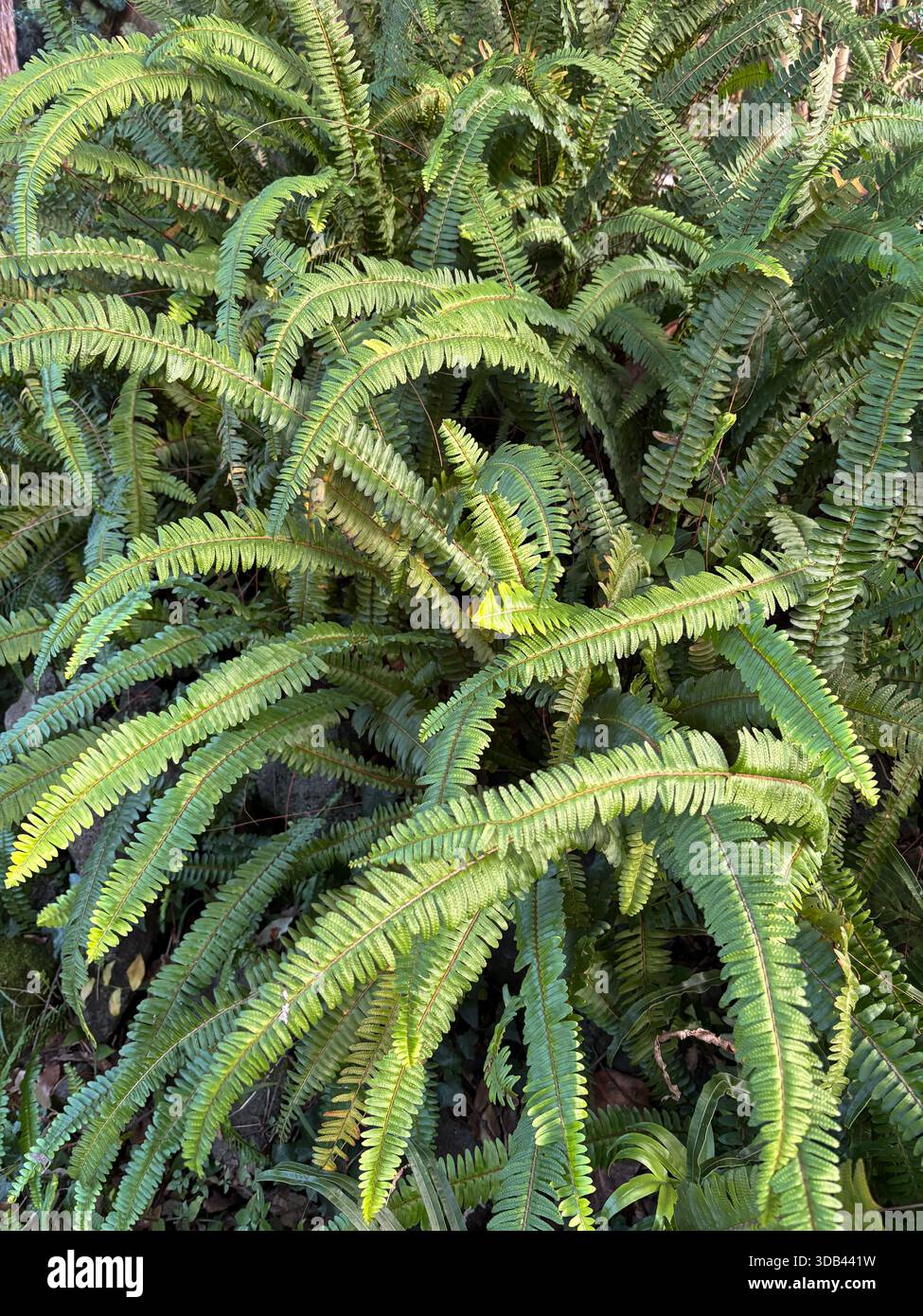 Nephrolepis plant hi-res stock photography and images - Alamy