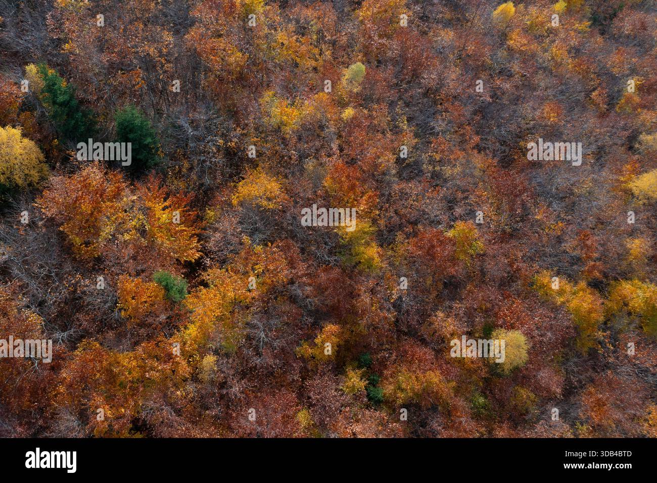 Autumnally discolored deciduous trees seen from the air, Saxony-Anhalt, Germany Stock Photo