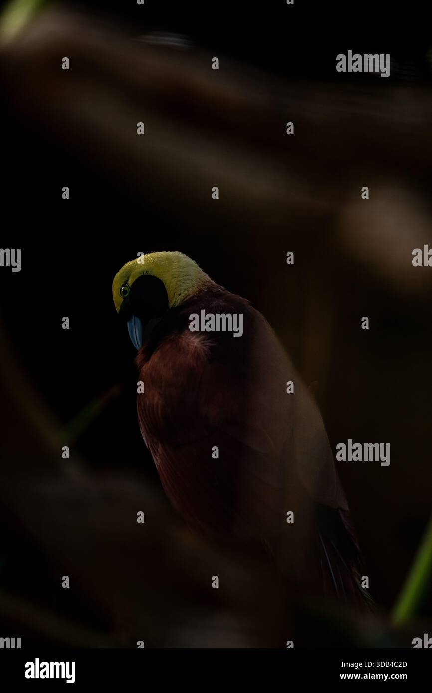 Magnificent bird of paradise hi-res stock photography and images - Alamy