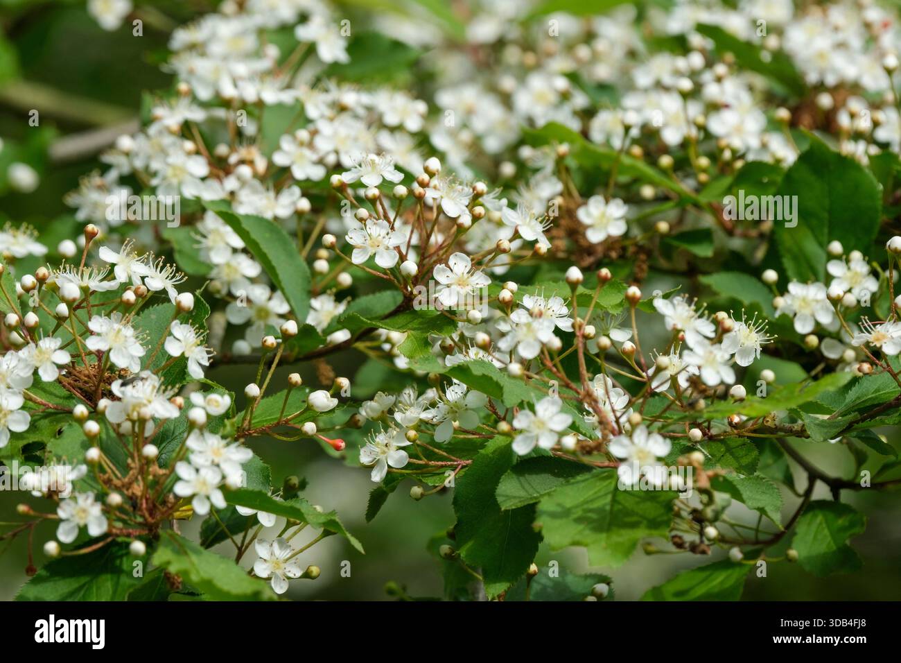 greek mountain tea plant Greek Mountain Tea – Eagleridge Seeds