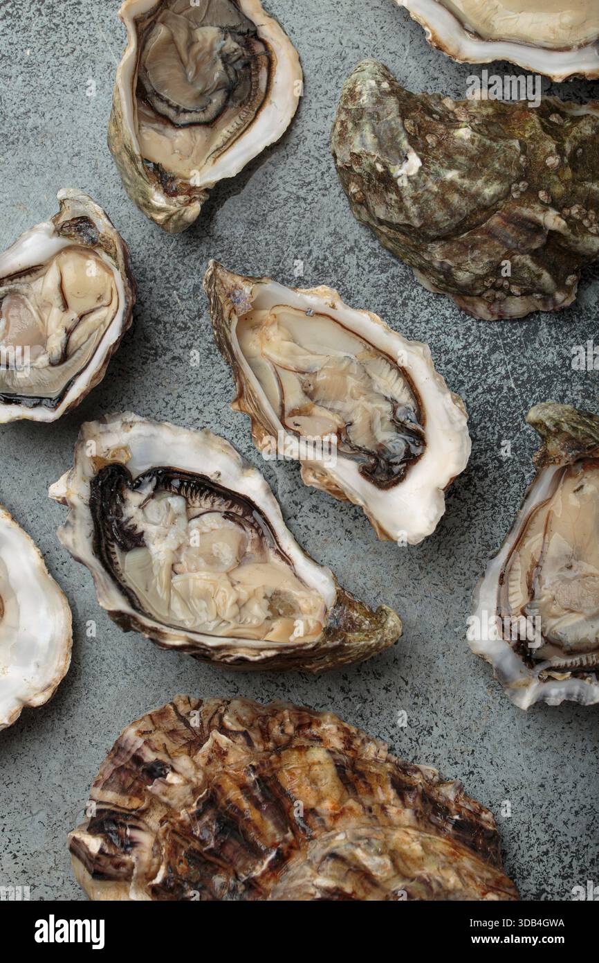 Freshly opened oysters Stock Photo