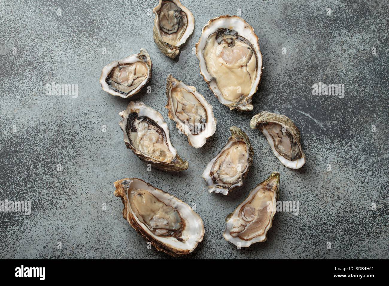 Freshly opened oysters Stock Photo