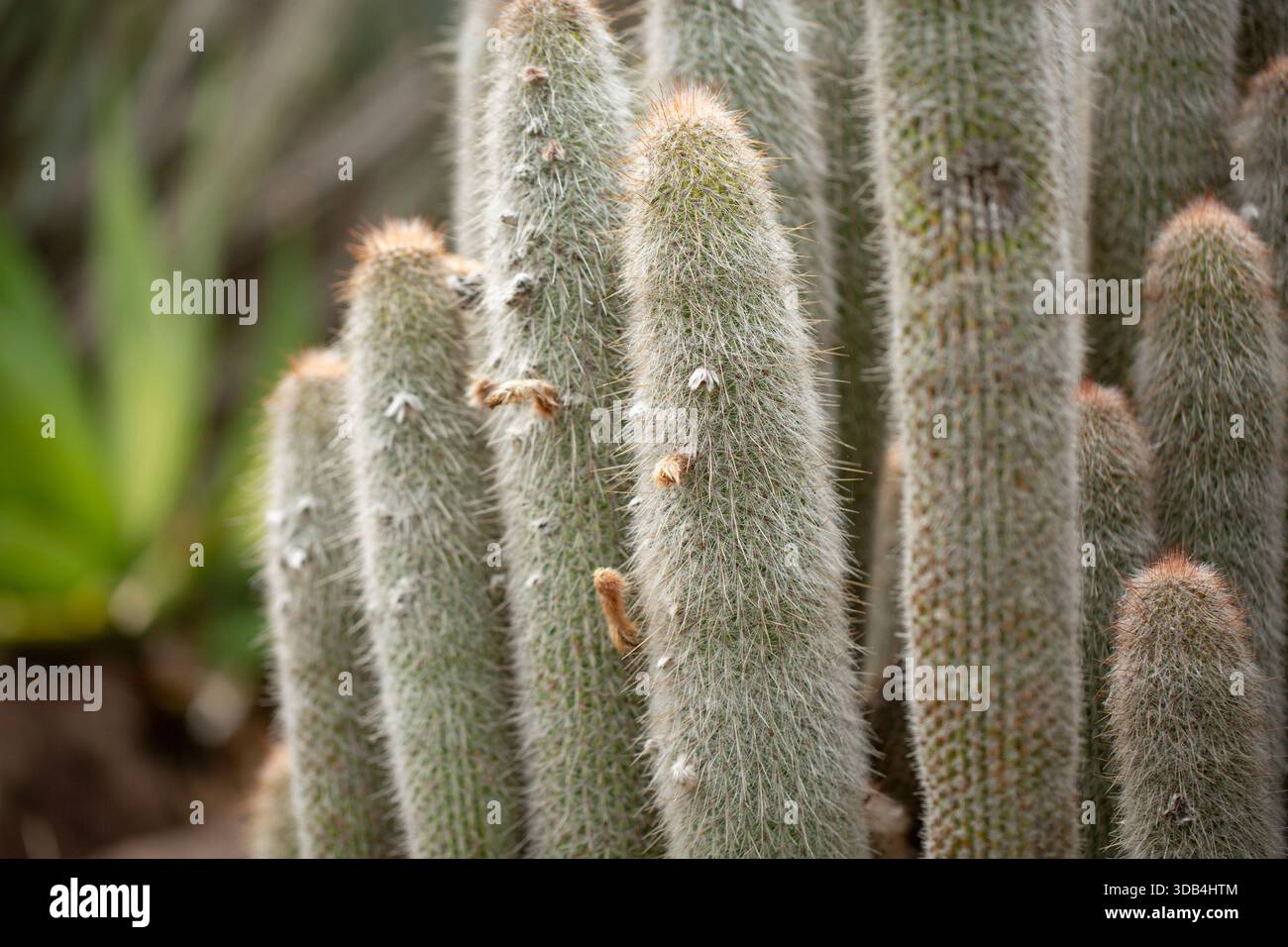 online cactus store Cactus for Sale| Buy Cactus Online| Cactus Shop| Succulent Market