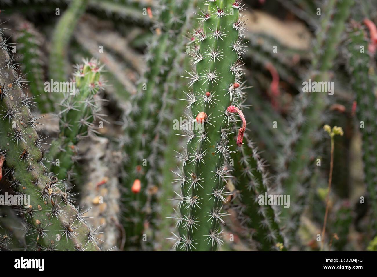 A view of an octopus cactus plant Stock Photo - Alamy