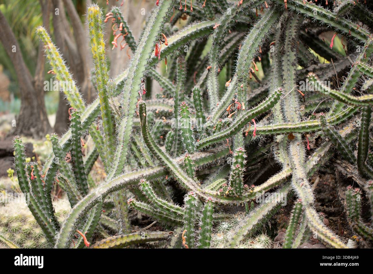 anderer name für eibe 5 buchstaben Gemeine Eibe (Taxus baccata) | 100-125 cm mit Wurzelballen