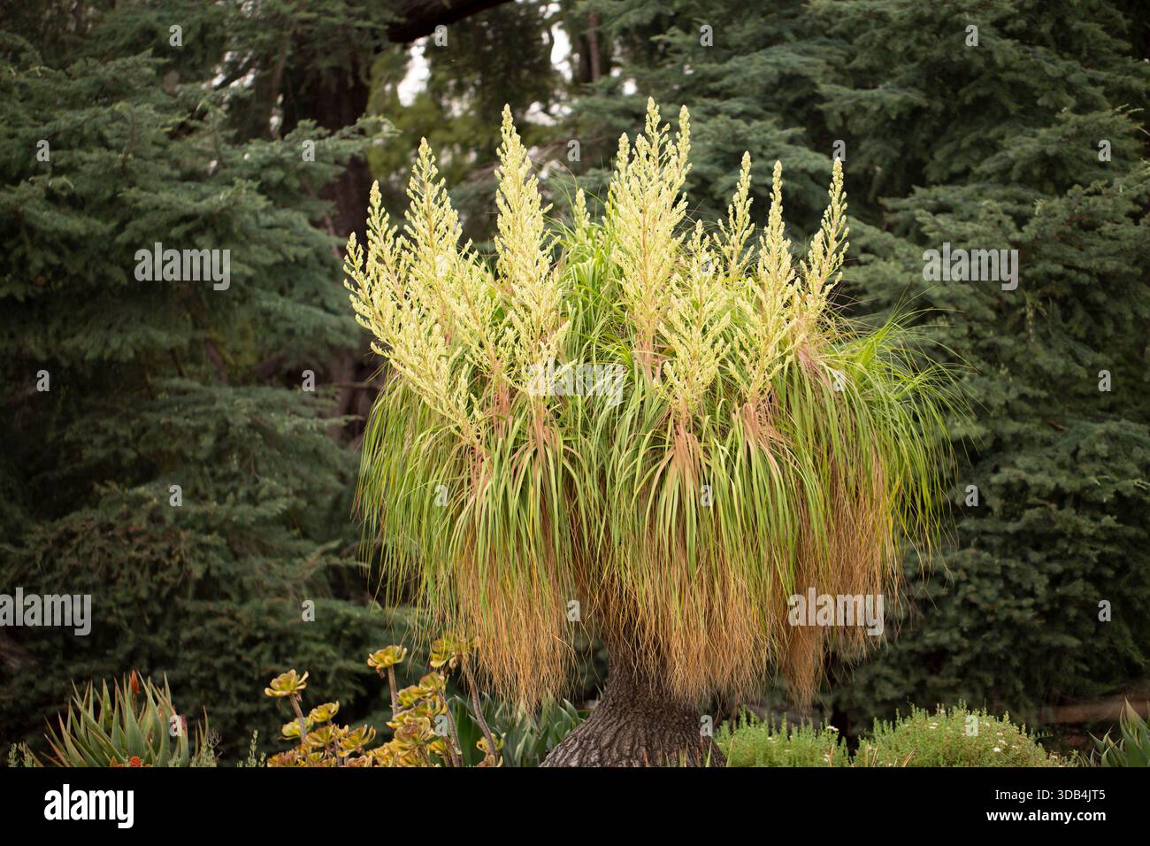 snake plant yellow edges GOLDEN EDGE SNAKE PLANT 6in main image 0