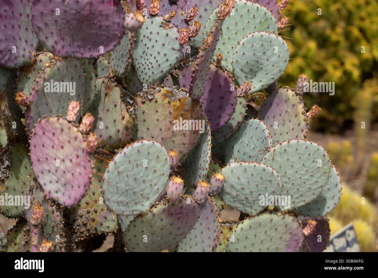 Cactus, Opuntia gosseliniana v. santa rita, Violet Prickly Pear