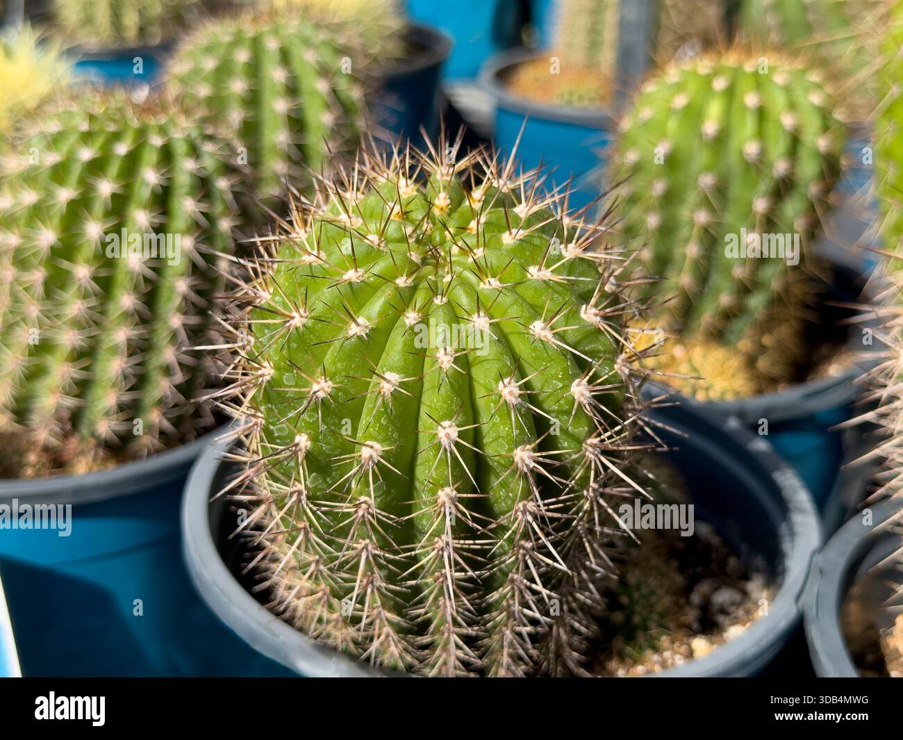 Cactus grandiflorus hi-res stock photography and images - Alamy