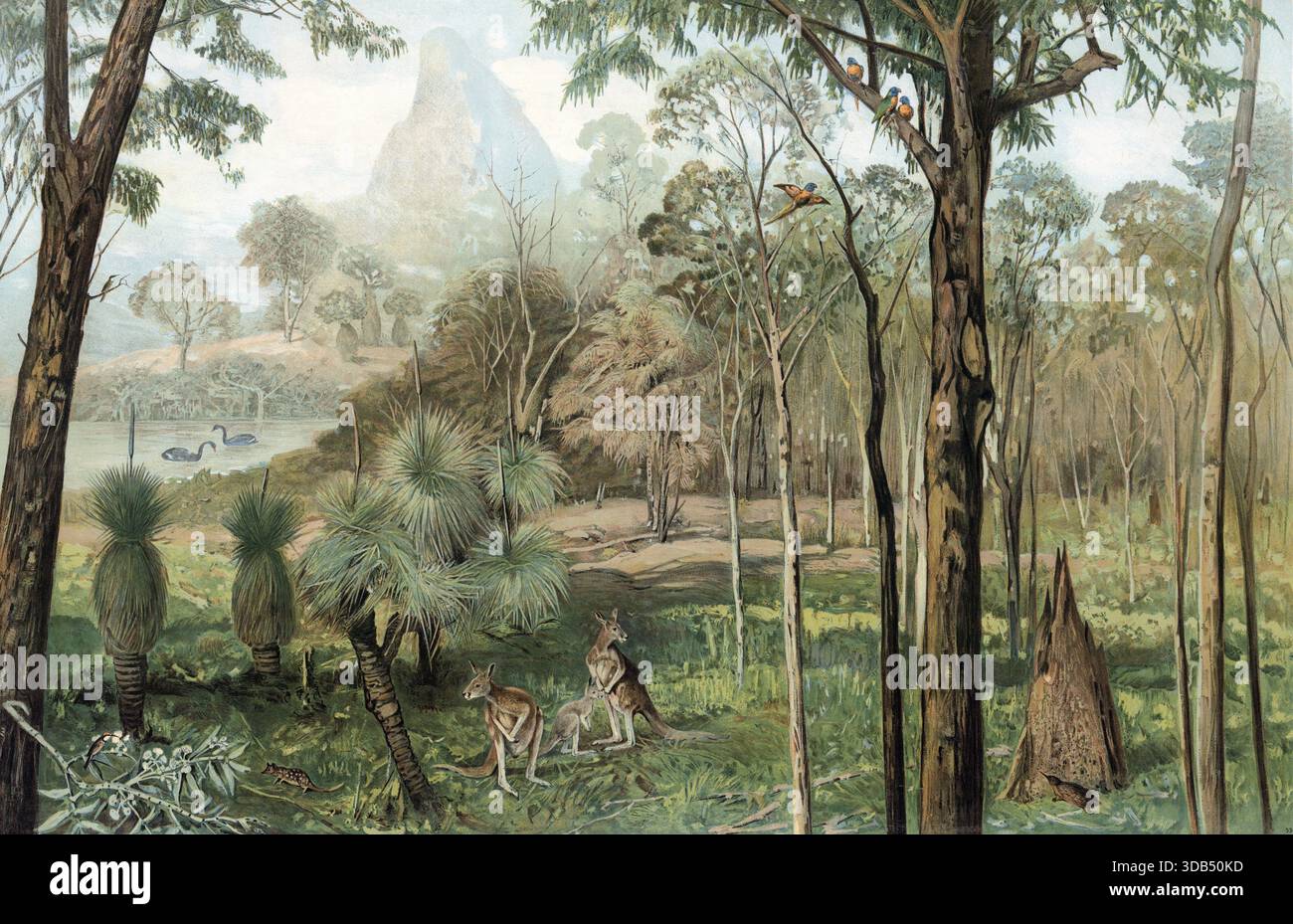 Eucalyptus forest in South Australia, authentic reproduction of a ...