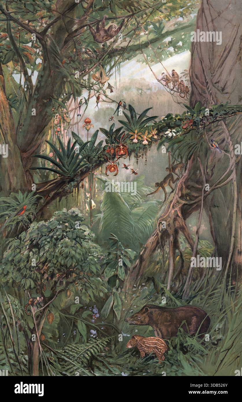 Amazon rainforest brazil plants hi-res stock photography and images - Alamy