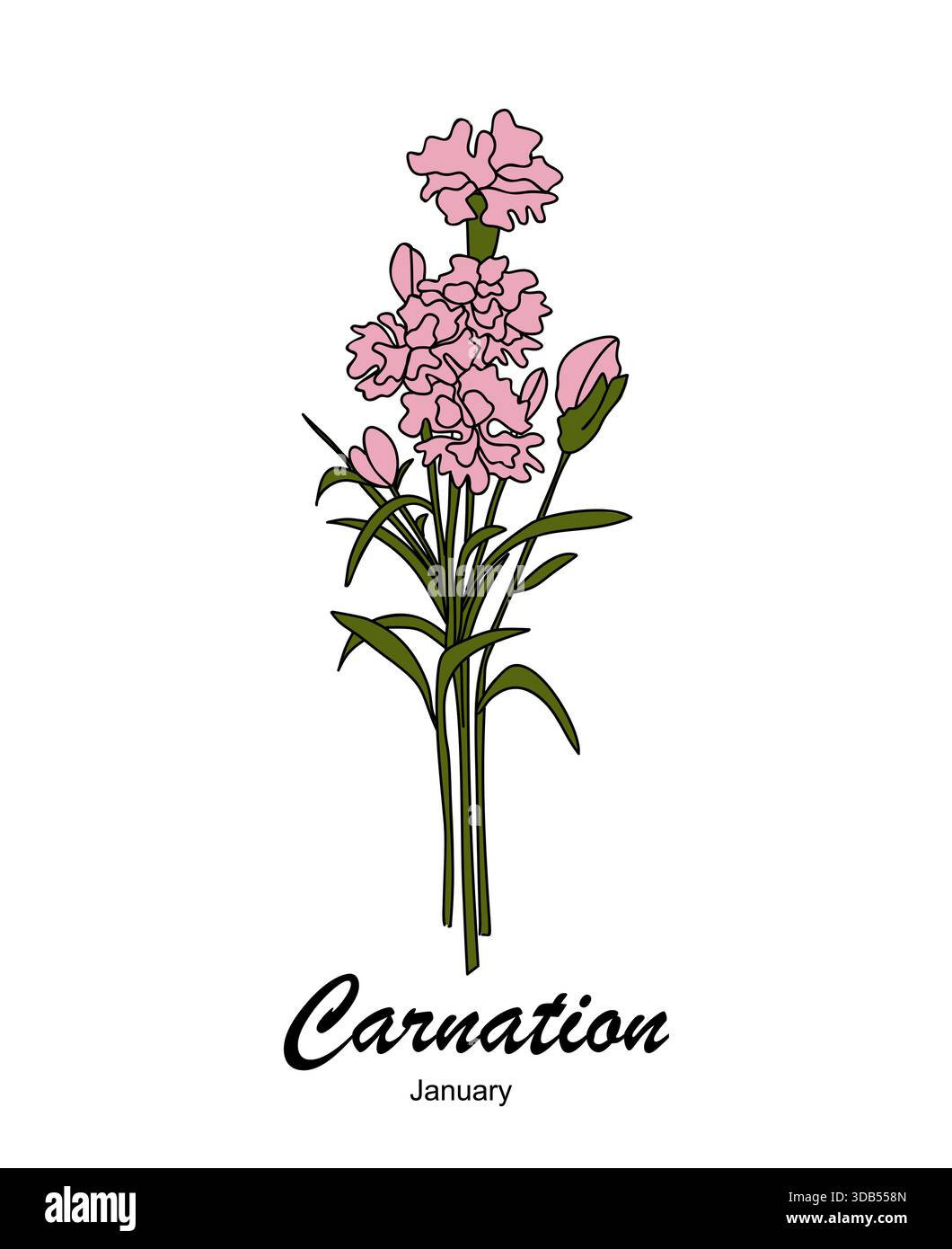 Pink carnation, the January birth flower vector Stock Vector Image ...