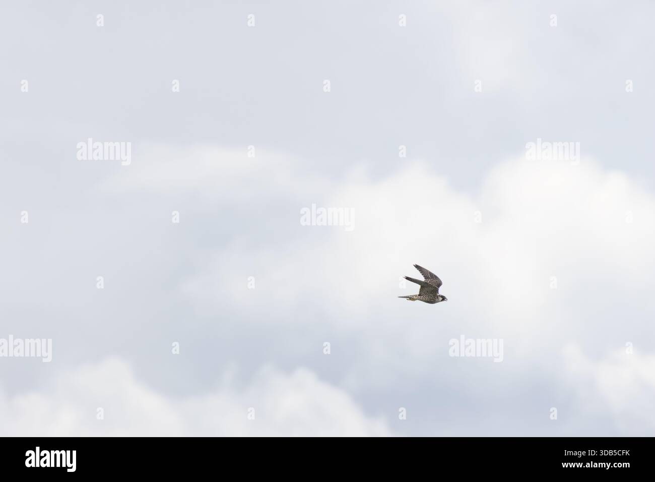 Stooping Raptor Image A powerful raptor with blue-grey back and black head, famous for its ...