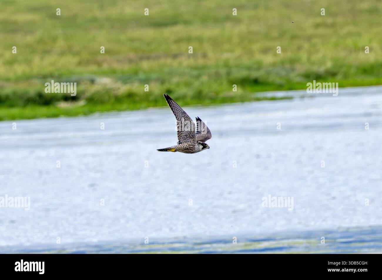 Stooping Raptor Image A powerful raptor with blue-grey back and black head, famous for its ...