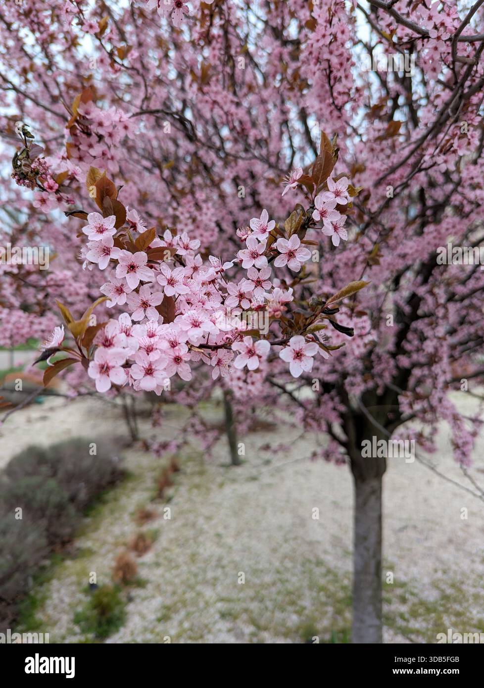 Closeup pink Sakura flowers cherry blossom in full bloom in soft spring ...