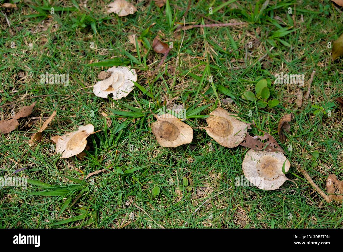 Pterocarpus indicus or angsana fruit falling on grass Stock Photo - Alamy