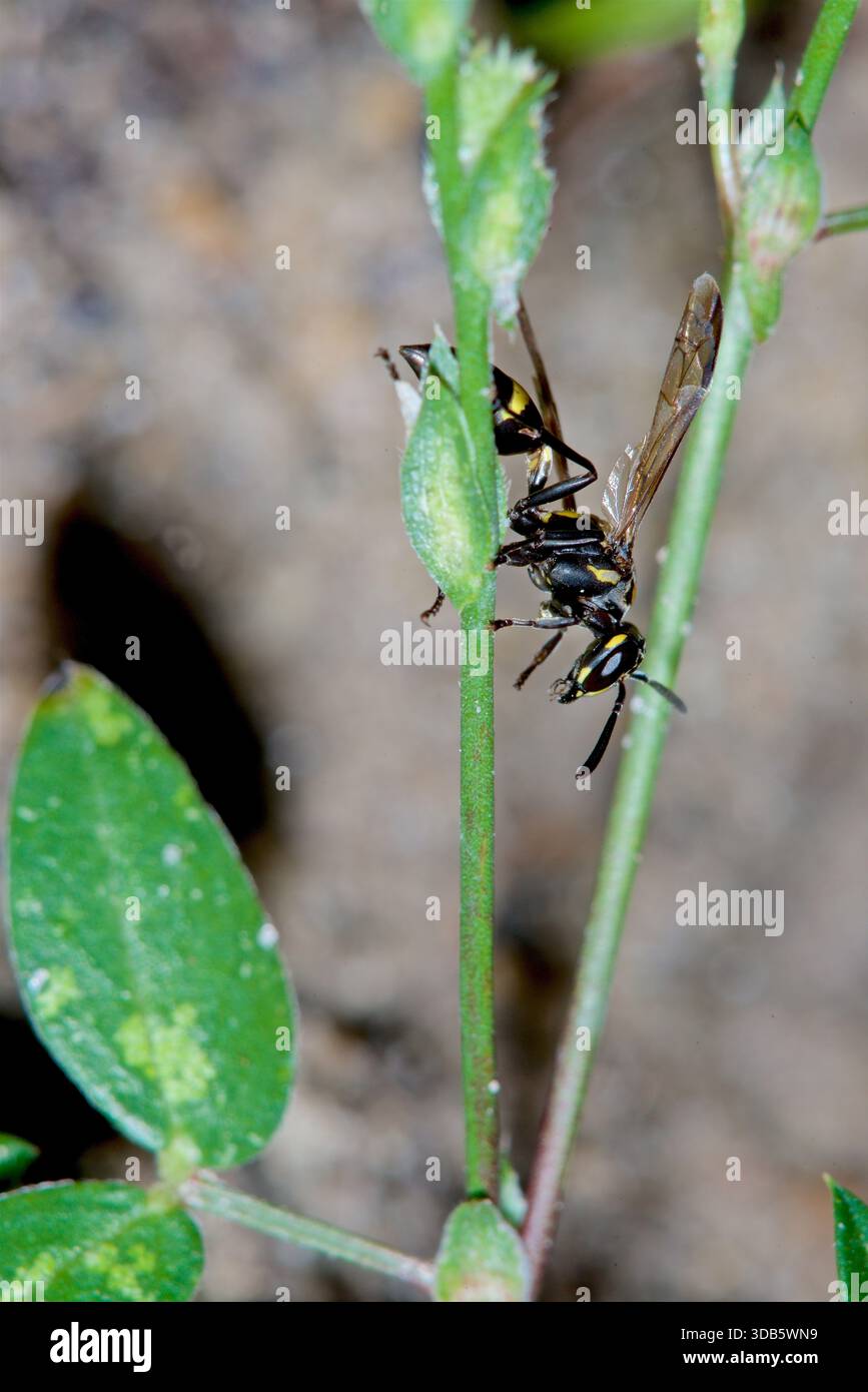 Wasp, Vespidae, Manacapuru, Amazonia, Brazil Stock Photo - Alamy