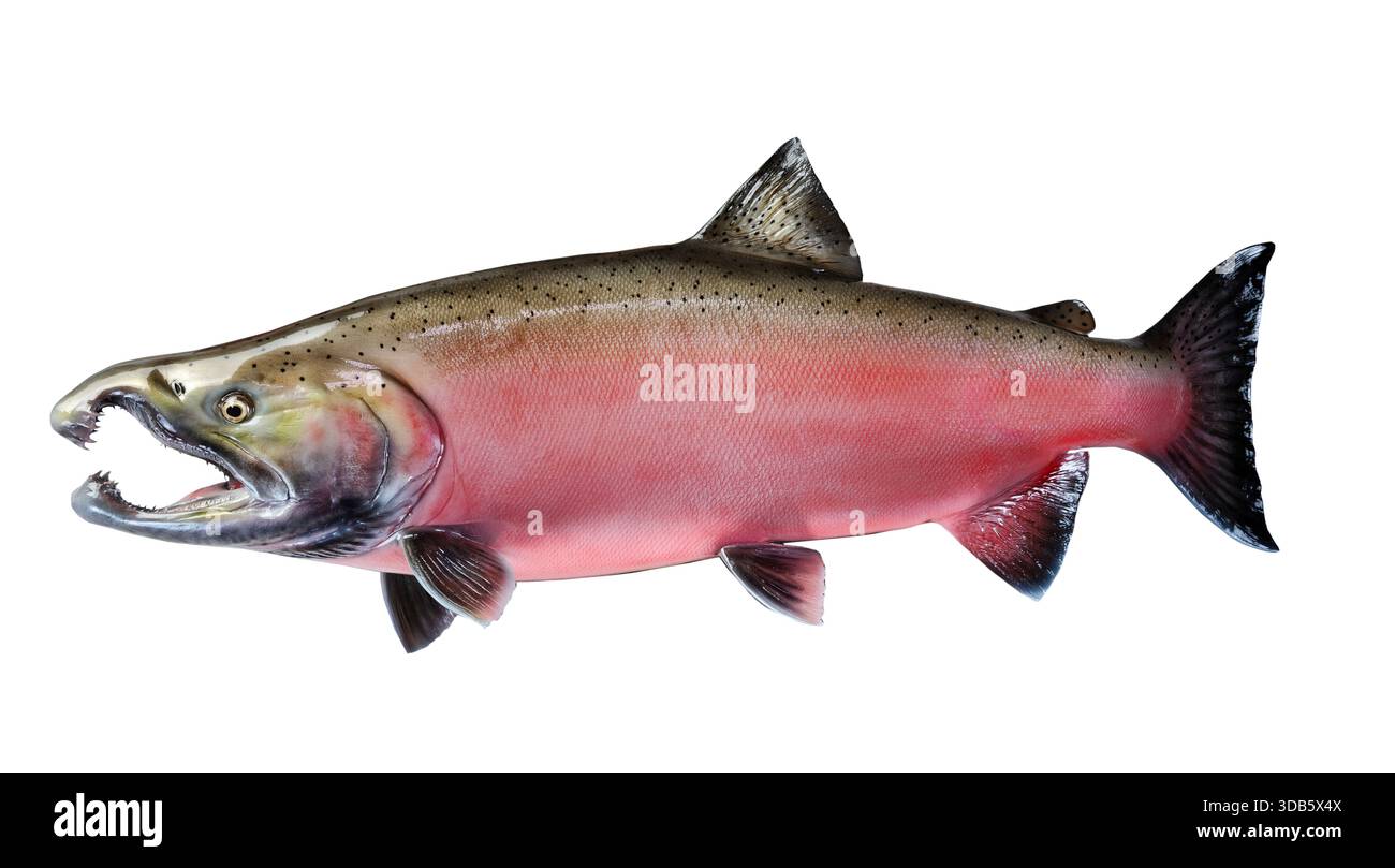 Replica trophy mature spawn coho salmon in brilliant colors isolated on ...