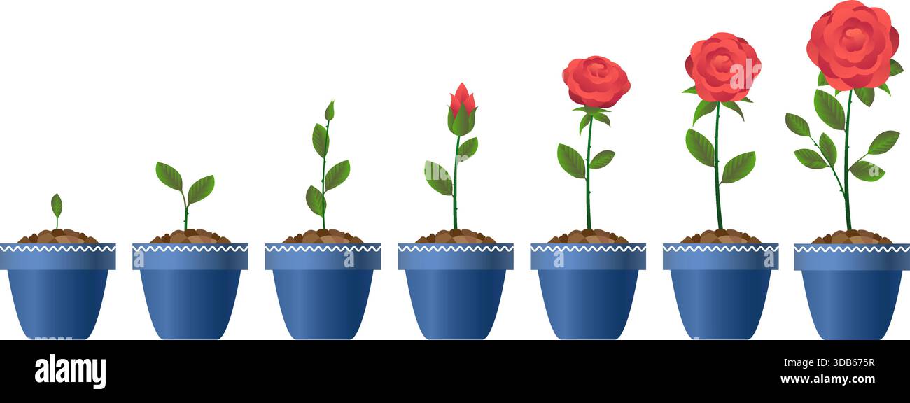 Progression of seedling growth Stock Vector Images - Alamy