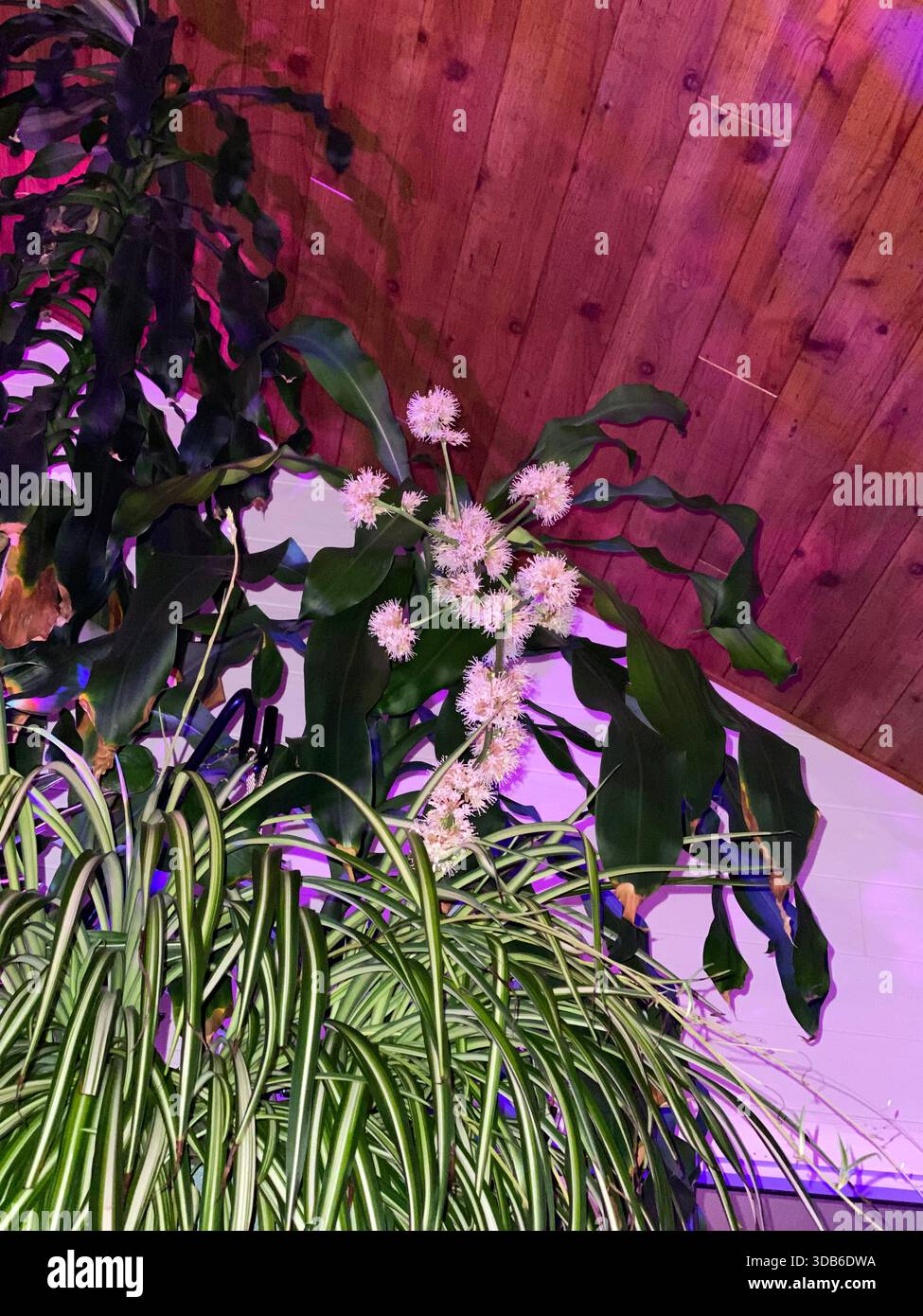 A stalk of flowers from a Dracaena fragrans, Corn Plant, behind a Spider plant growing indoors in Wisconsin, USA - Smartphone Captured Stock Image