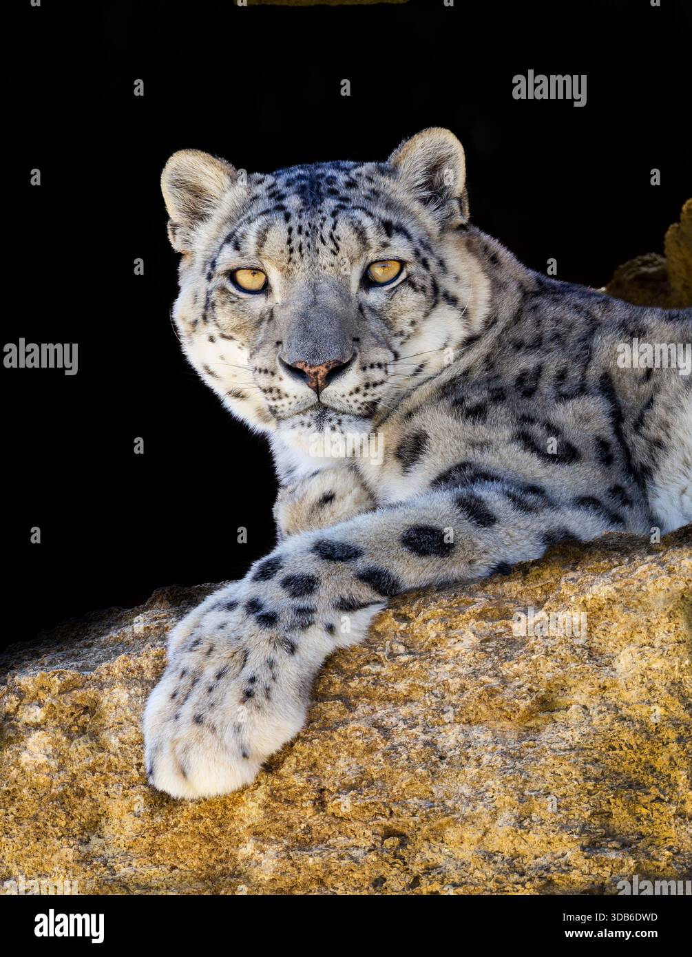 Leopard face hi-res stock photography and images - Alamy