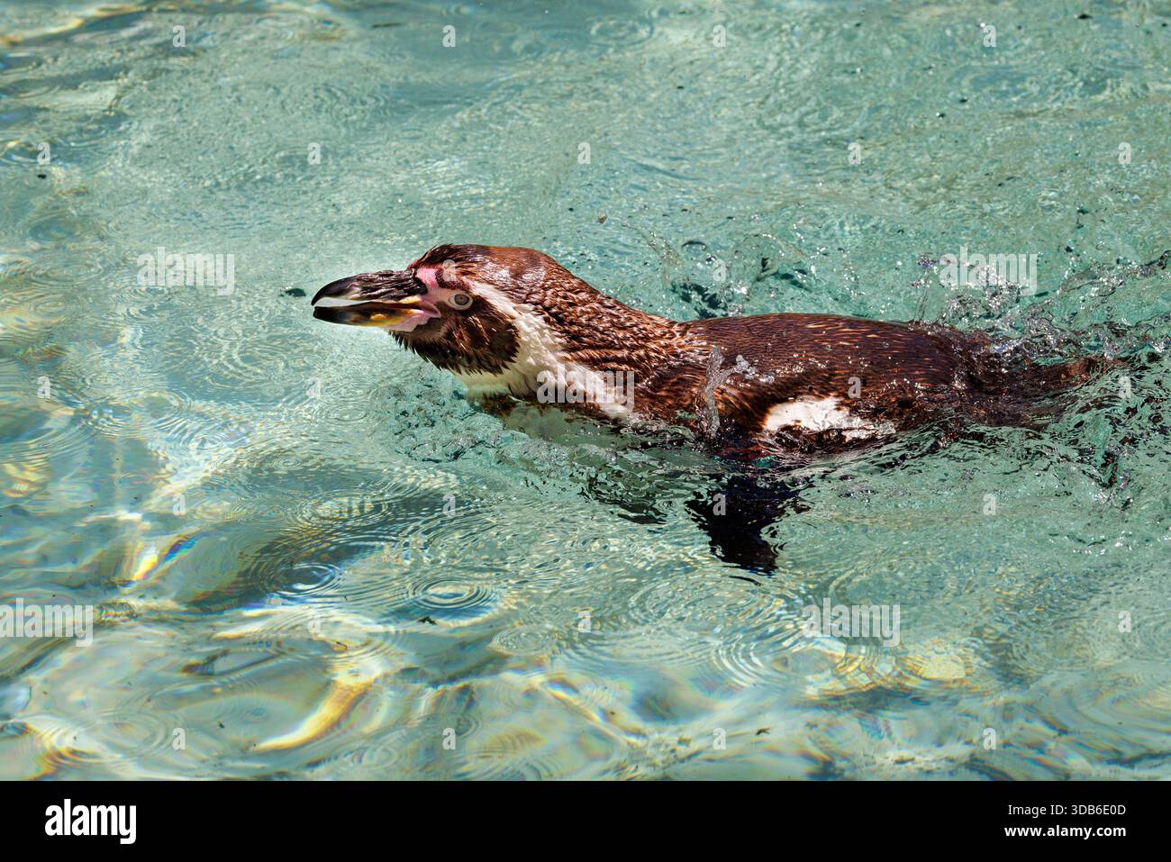 Humboldt penguin, Spheniscus humboldti, native of Peru and Chile Stock Photo