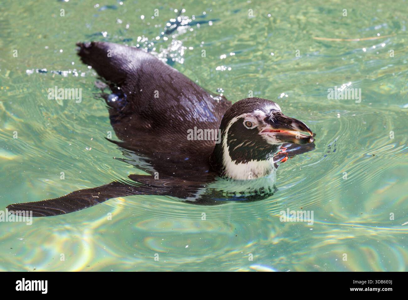 Humboldt penguin, Spheniscus humboldti, native of Peru and Chile Stock Photo