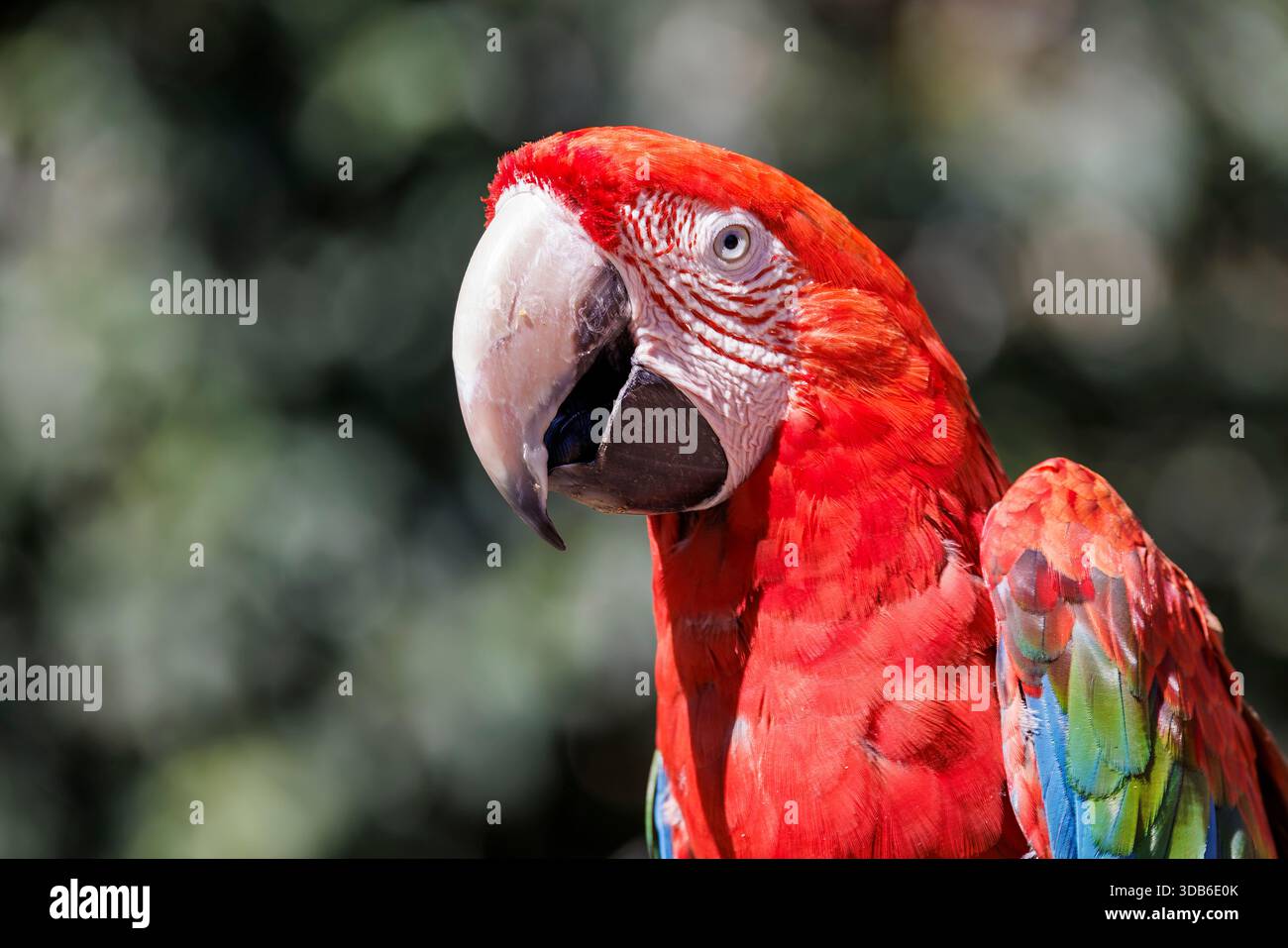 green-winged-macaw-ara-chloropterus-native-of-south-america-stock