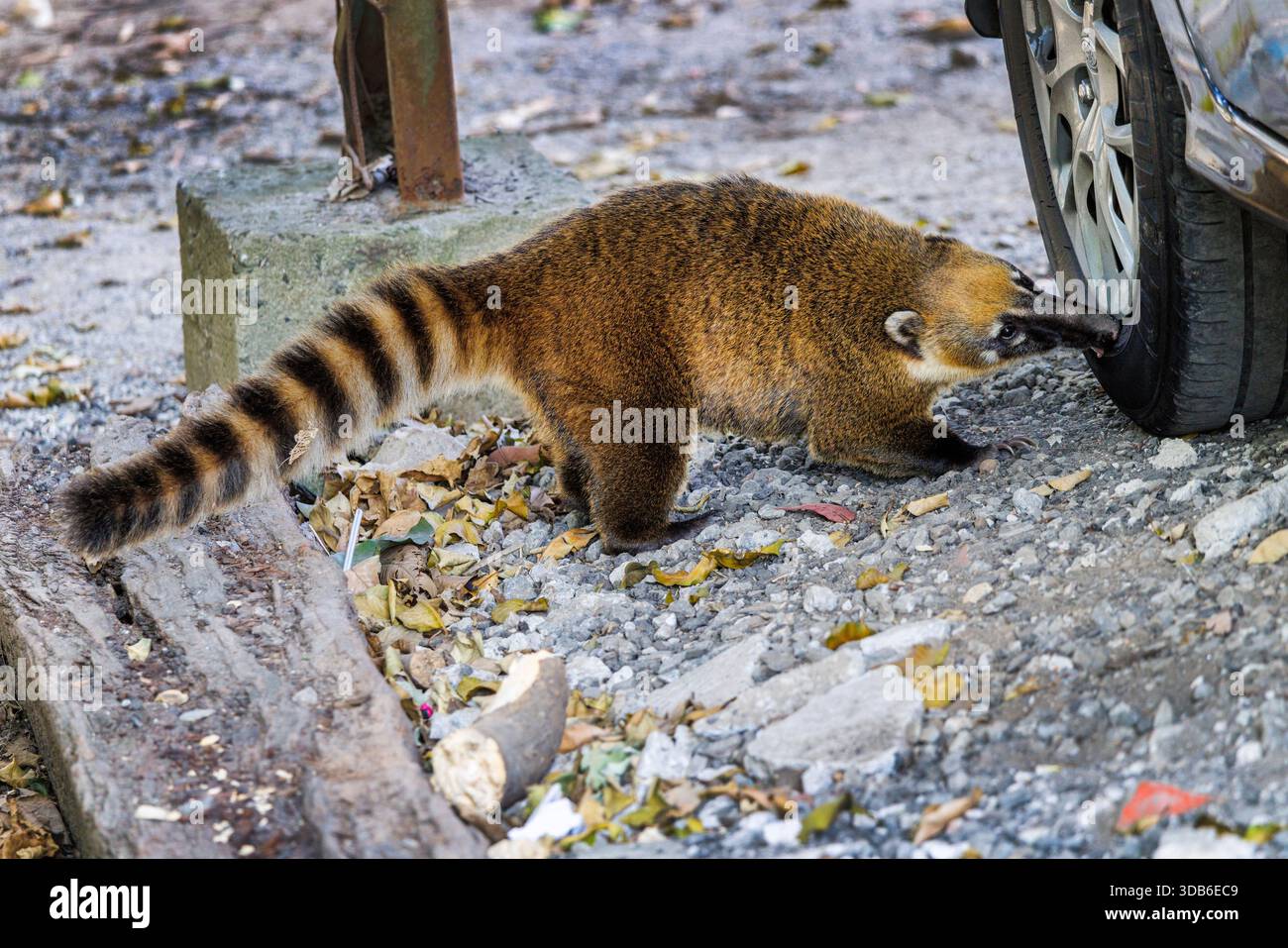 Coati chewing car tyre, Nasua nasua, Sao Paulo, Brazil Stock Photo