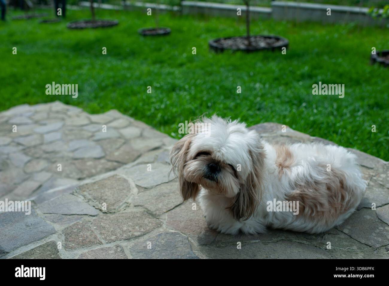 A Lhasa Apso dog is resting outdoors. Stock Photo