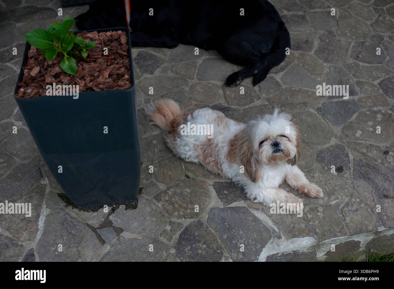 A Lhasa Apso dog is resting outdoors. Stock Photo