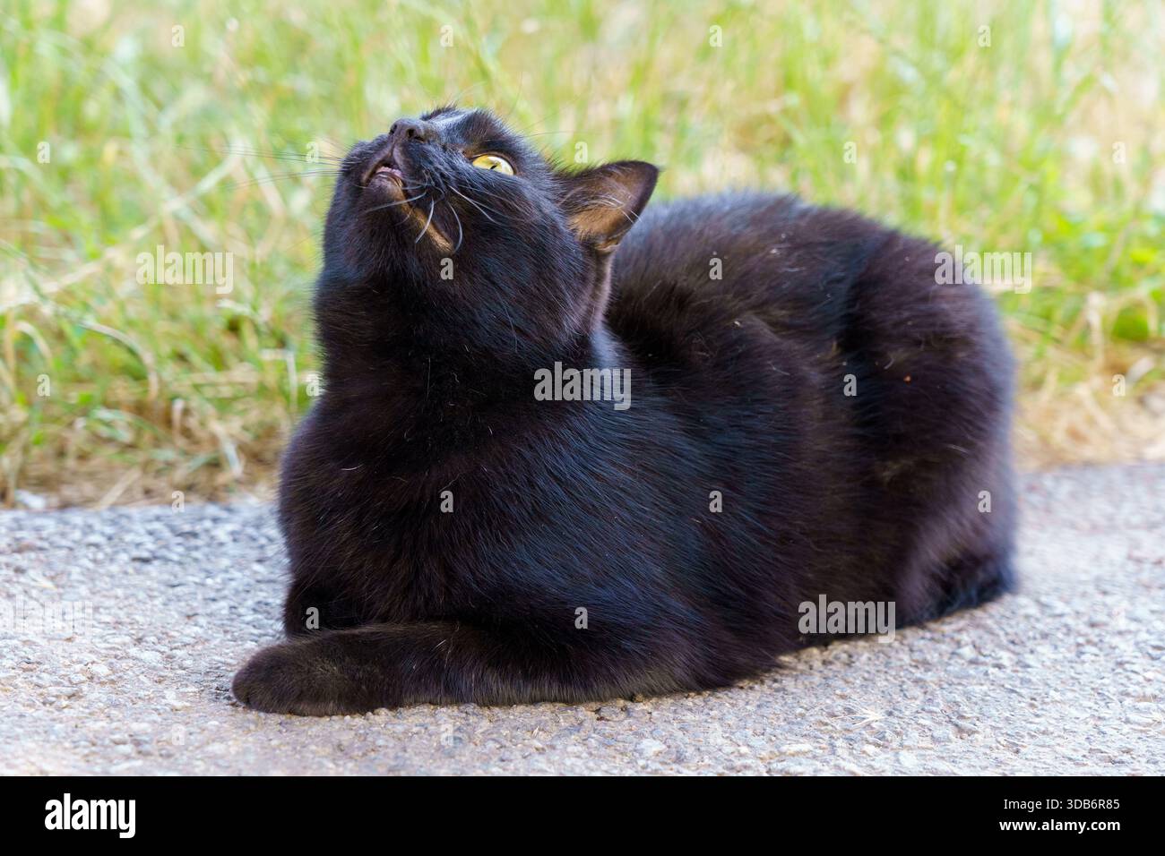 Black cat lying on grass hi-res stock photography and images - Alamy