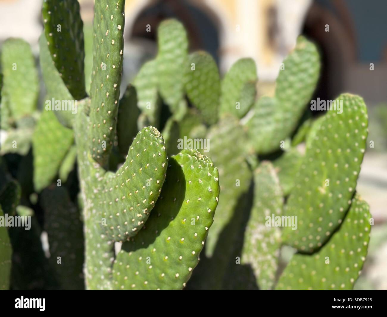 trex cactus Gymnocalycium T-Rex Cactus