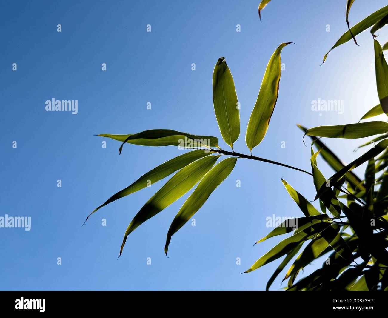 A view of a bamboo golden branch against a blue sky. Stock Photo