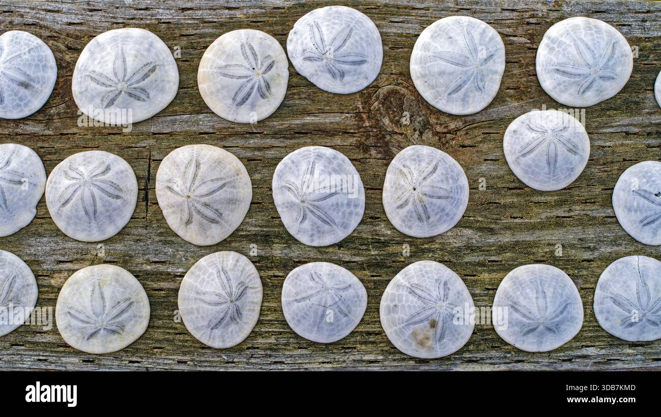 Collected sand dollars are displayed on a wood railing Stock Photo