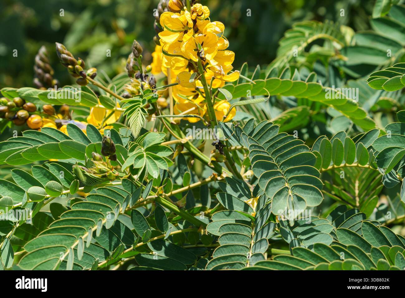 buy murraya koenigii plant 3' Curry Leaf Tree (Murraya Koenigii) Sweet Neem Organic Rare – Manasota  Permacuture main image 0