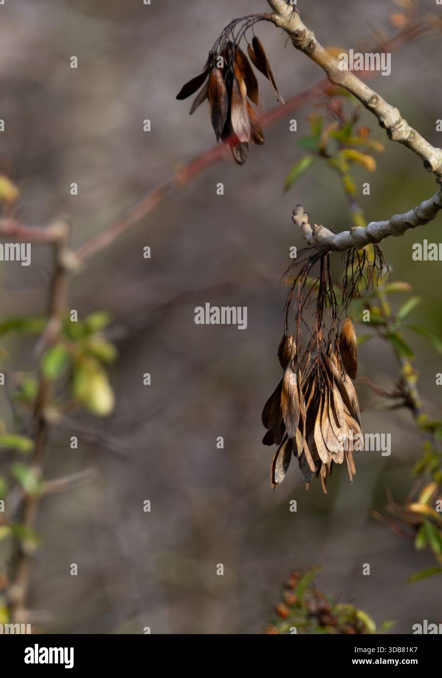 Helicopter seeds Stock Photo