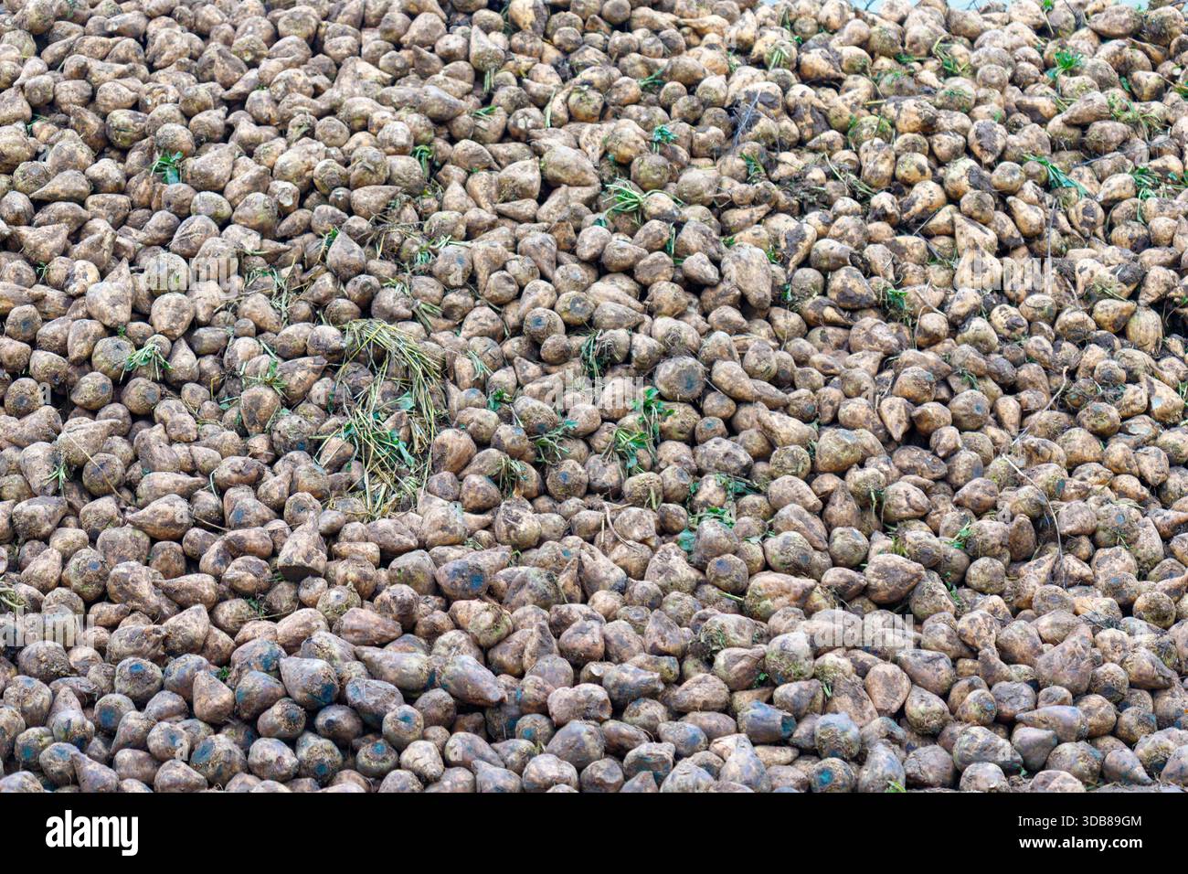 Industrial food supply chain hi-res stock photography and images - Alamy