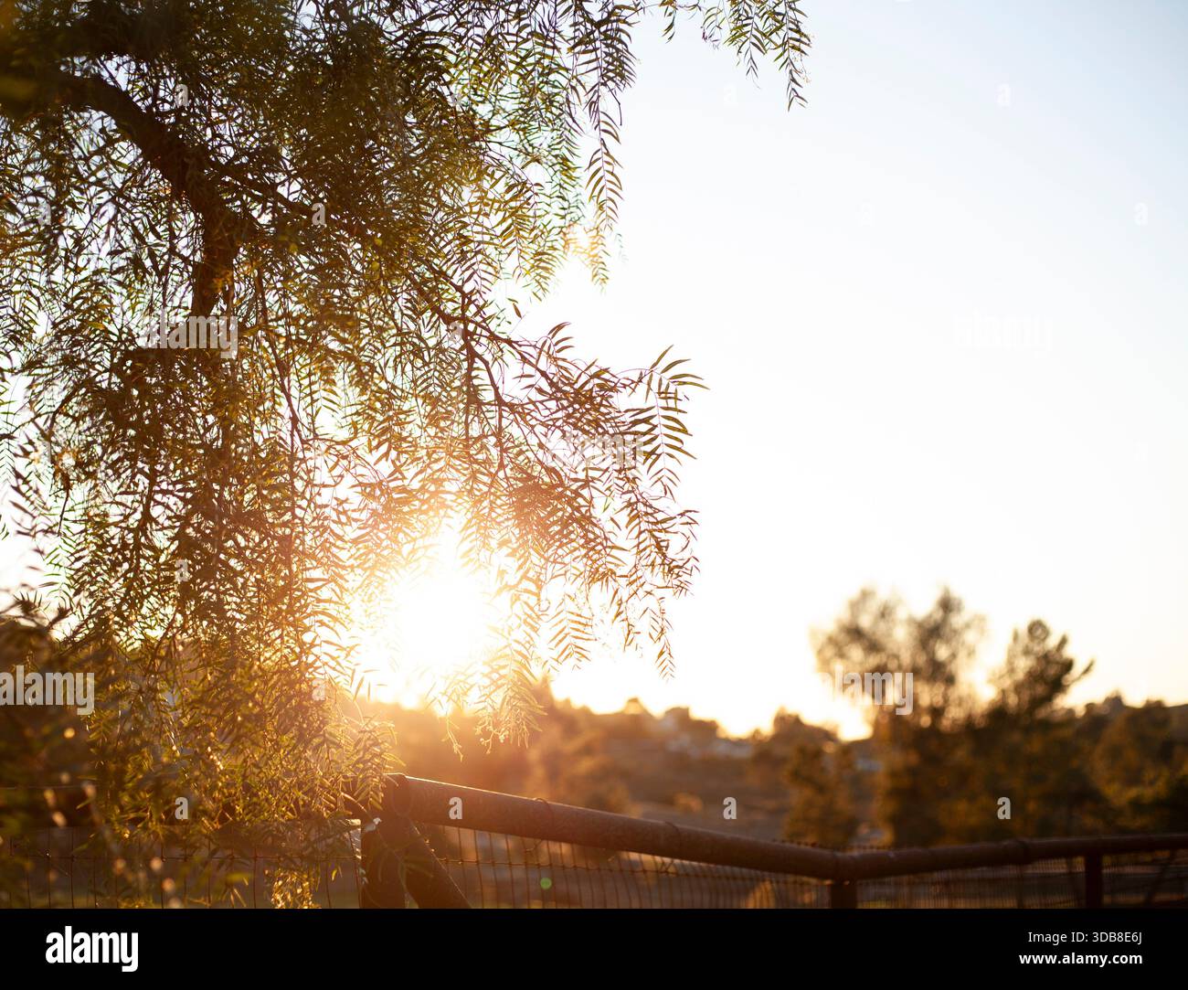 Golden Sunset Streaming Through Forest Trees Stock Photo